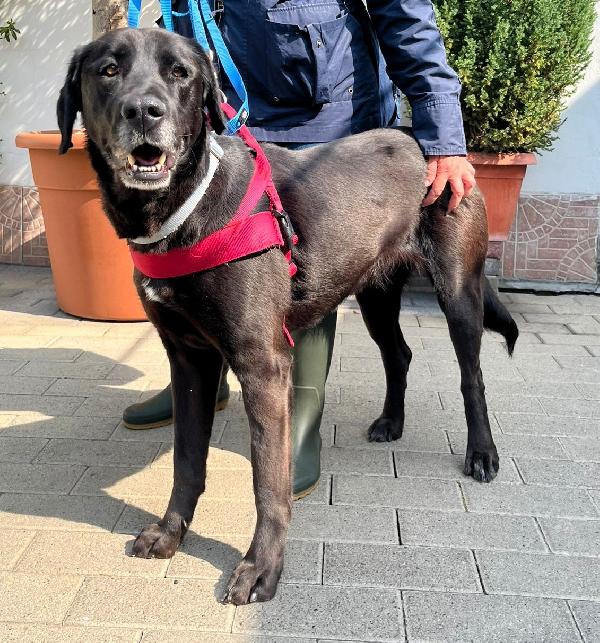 ELIJA  LABRADOR Foto 3